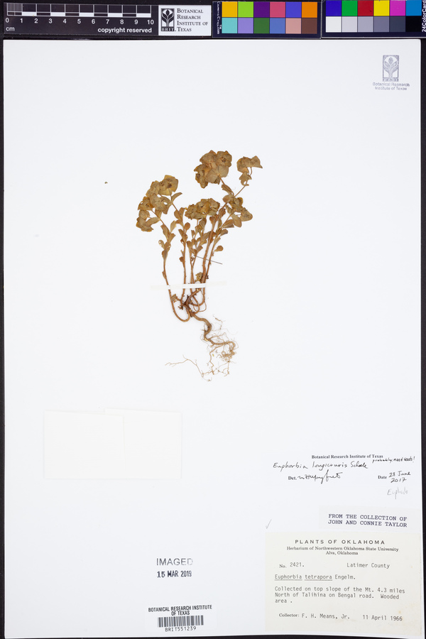 Euphorbia longicruris image