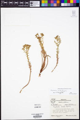 Euphorbia lurida image