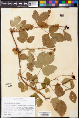 Rubus trivialis image