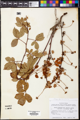 Rubus trivialis var. serosus image