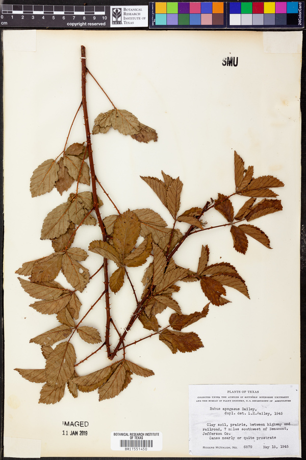 Rubus apogaeus image