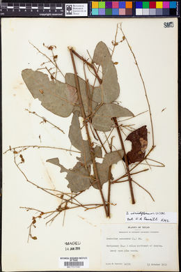 Desmodium viridiflorum image