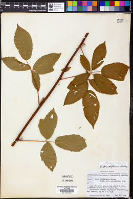 Rubus argutus image