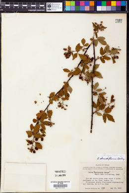 Rubus argutus image