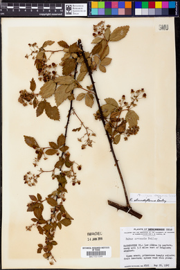 Rubus argutus image