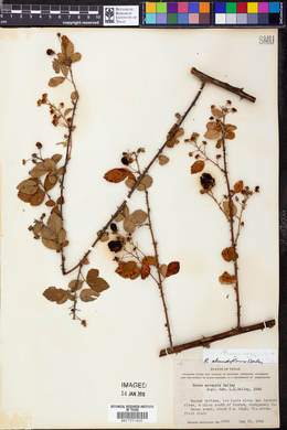 Rubus argutus image