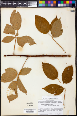 Rubus argutus image