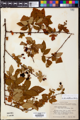 Rubus argutus image