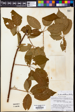 Rubus argutus image