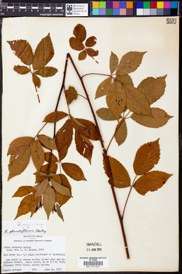 Rubus argutus image