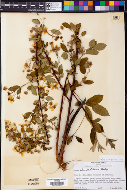 Rubus argutus image