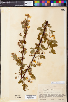 Rubus argutus image