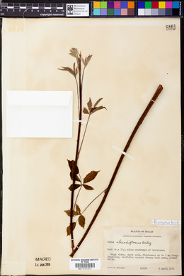 Rubus argutus image