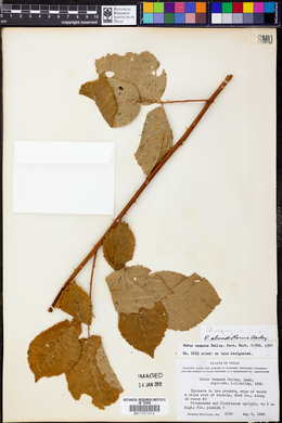 Rubus argutus image