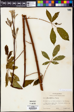 Rubus argutus image