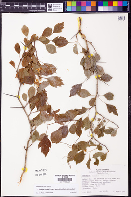 Crataegus viridis image
