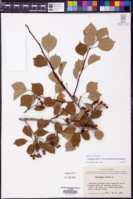 Crataegus viridis image