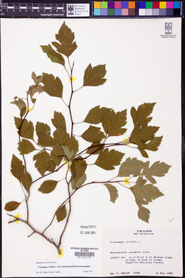 Crataegus viridis image