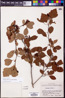 Crataegus viridis image