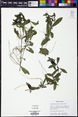 Hygrophila polysperma image