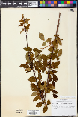 Rubus argutus image