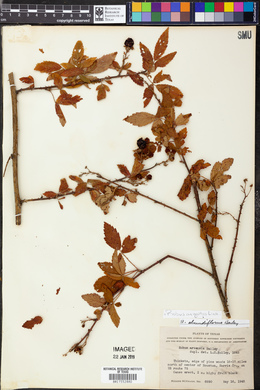 Rubus argutus image