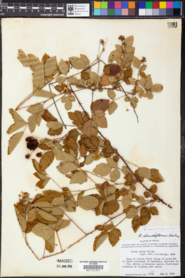 Rubus argutus image