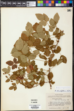 Rubus argutus image