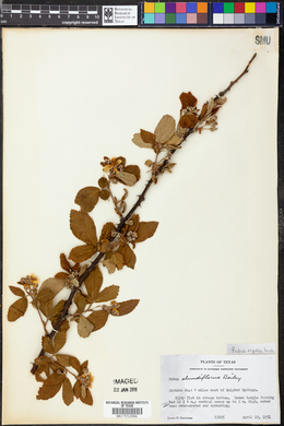 Rubus argutus image