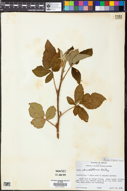 Rubus argutus image