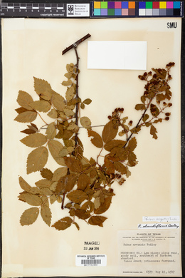 Rubus argutus image