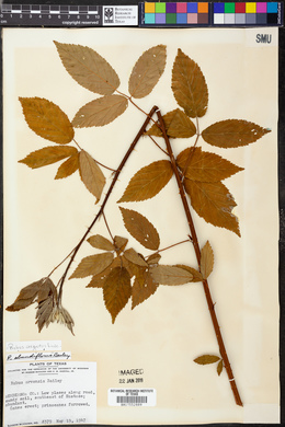 Rubus argutus image