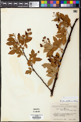 Rubus argutus image