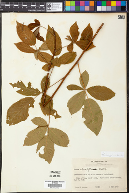 Rubus argutus image