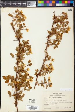 Rubus argutus image