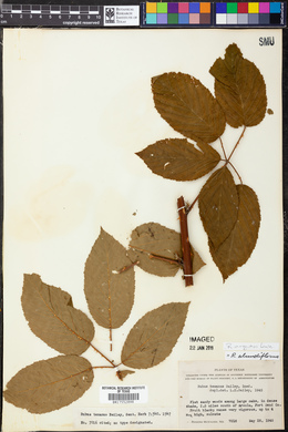 Rubus argutus image