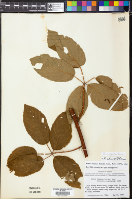 Rubus argutus image