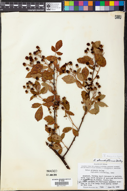 Rubus argutus image