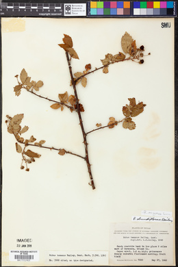 Rubus argutus image