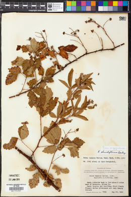 Rubus argutus image