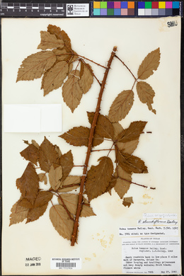 Rubus argutus image