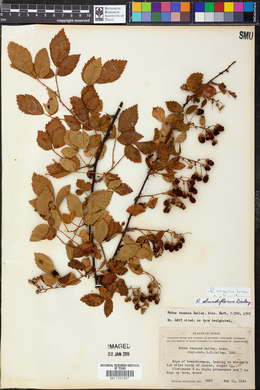 Rubus argutus image