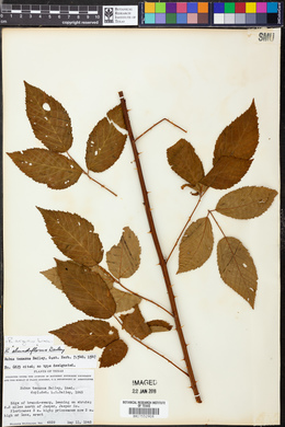 Rubus argutus image