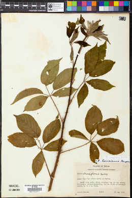 Rubus argutus image