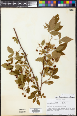 Rubus argutus image