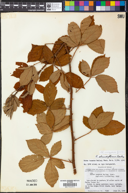 Rubus argutus image