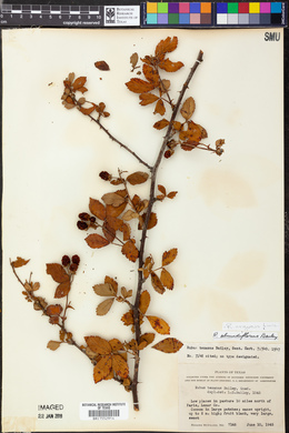 Rubus argutus image