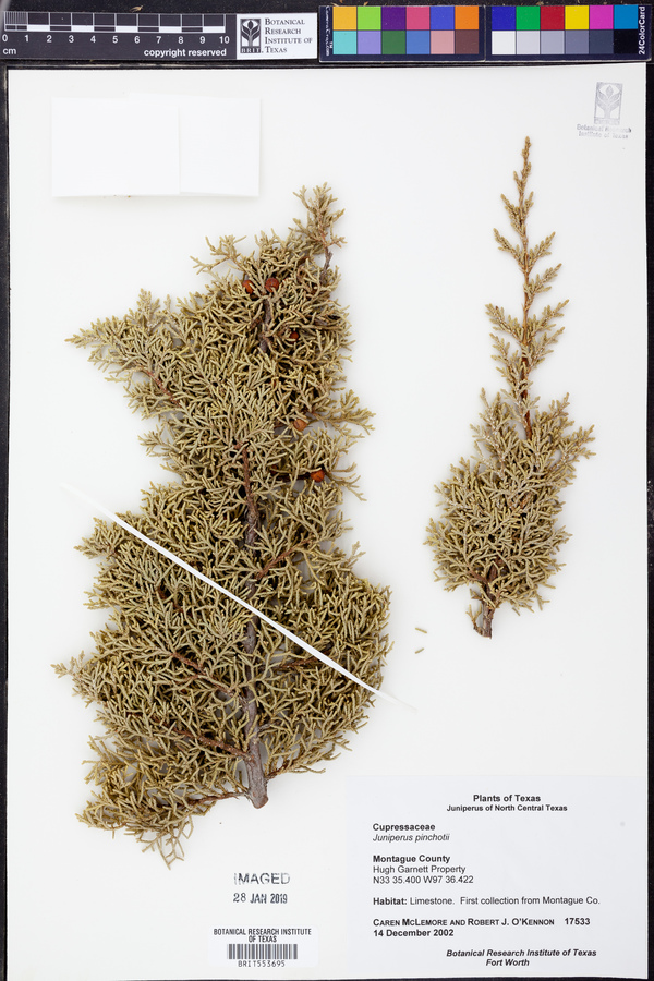 Juniperus pinchotii image