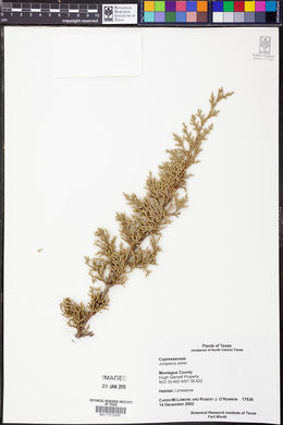 Juniperus ashei image