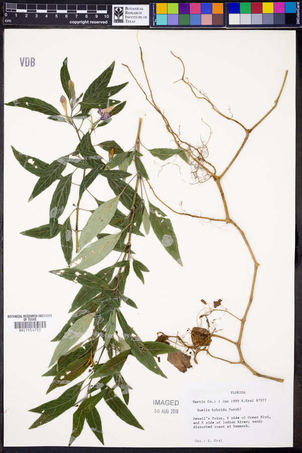 Ruellia caroliniensis subsp. caroliniensis image
